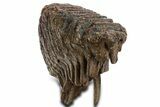 Fossil Woolly Mammoth Upper M Molar - Poland #337191-1